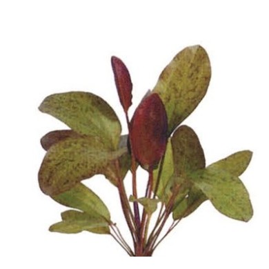 Echinodorus “Ozelot Red”