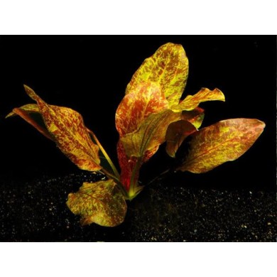 Echinodorus “Ozelot Red”