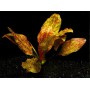 Echinodorus “Ozelot Red” 