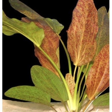 Echinodorus “Ozelot Red”