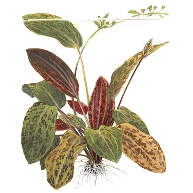 Echinodorus “Ozelot Red”