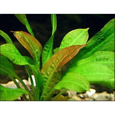 Echinodorus parviflorus
