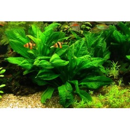 Echinodorus parviflorus
