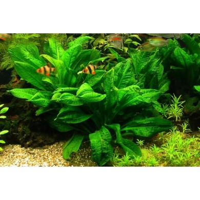 Echinodorus parviflorus