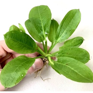 Echinodorus parviflorus