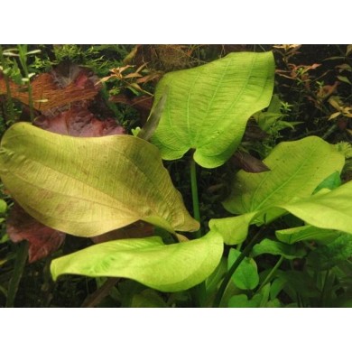 Echinodorus scaber 