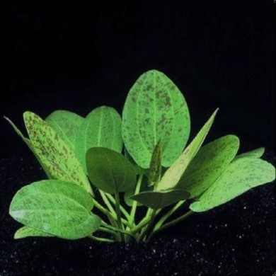 Echinodorus “Schlueteri Leopard”