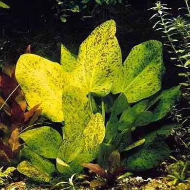 Echinodorus “Schlueteri Leopard”