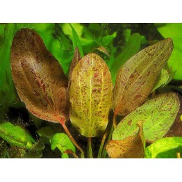 Echinodorus “Schlueteri Leopard”