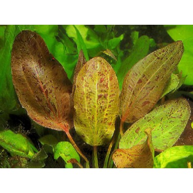Echinodorus “Schlueteri Leopard”
