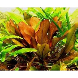 Echinodorus “Small Bear”