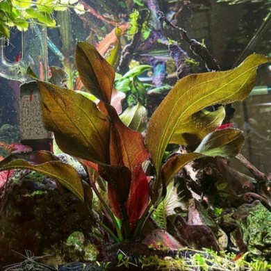 Echinodorus “Small Bear”
