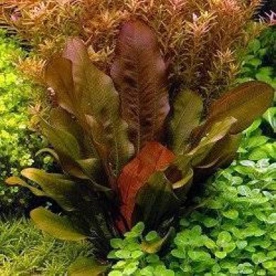Echinodorus “Small Bear”