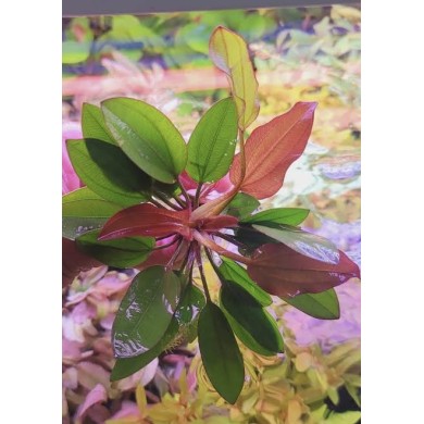 Echinodorus “Small Bear”
