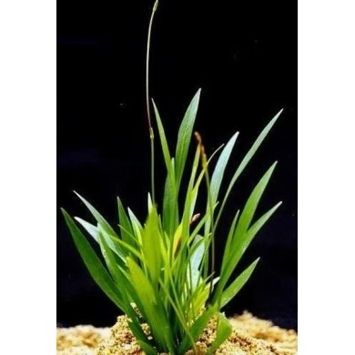 Echinodorus sp. “Brasilia”