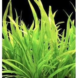 Echinodorus sp. “Brasilia”