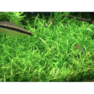 Echinodorus tenellus