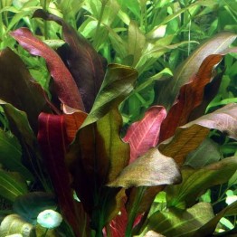 Echinodorus X barthii