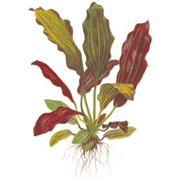 Echinodorus X barthii