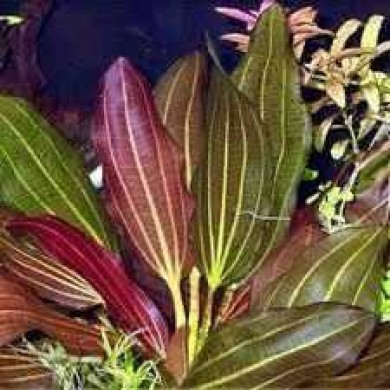 Echinodorus X barthii
