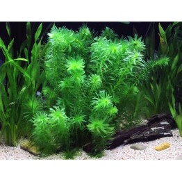 Egeria densa (Elodea) 