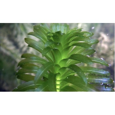 Egeria densa (Elodea) 