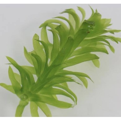 Egeria densa (Elodea) 