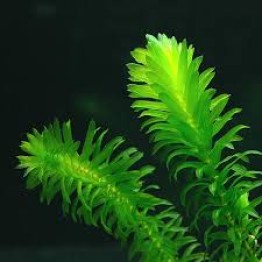 Egeria densa (Elodea) 