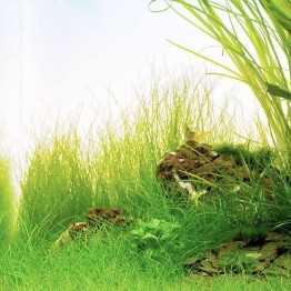 Eleocharis acicularis (Erva-de-cabelo)