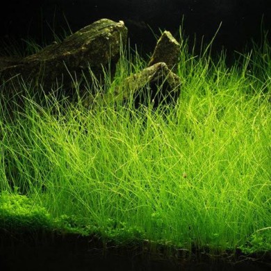 Eleocharis acicularis (Erva-de-cabelo)
