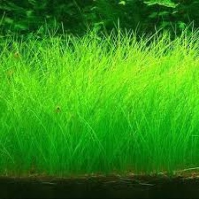 Eleocharis acicularis (Erva-de-cabelo)