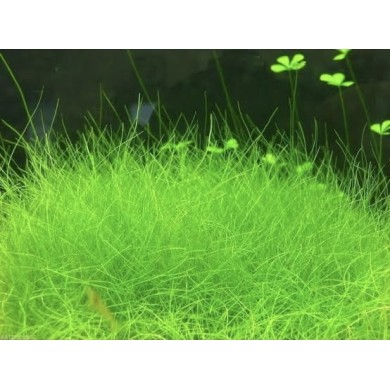 Eleocharis acicularis (Erva-de-cabelo)