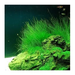 Eleocharis acicularis (Erva-de-cabelo)