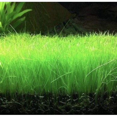 Eleocharis parvula Eleocharis parvula