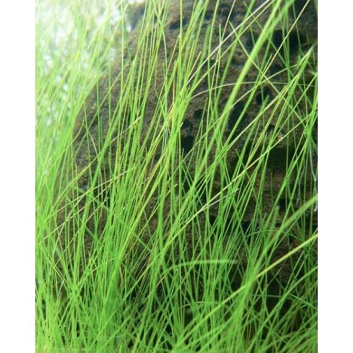Eleocharis parvula Eleocharis parvula