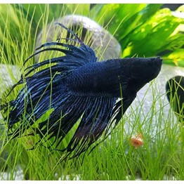 Eleocharis parvula Eleocharis parvula