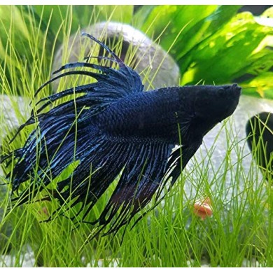 Eleocharis parvula Eleocharis parvula