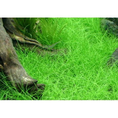 Eleocharis parvula Eleocharis parvula