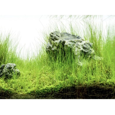 Eleocharis parvula Eleocharis parvula