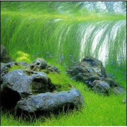 Eleocharis vivipara