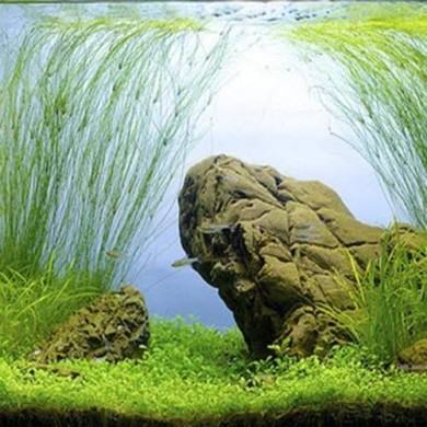 Eleocharis vivipara