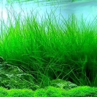 Eleocharis vivipara