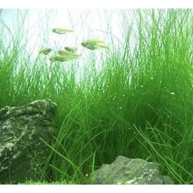 Eleocharis vivipara