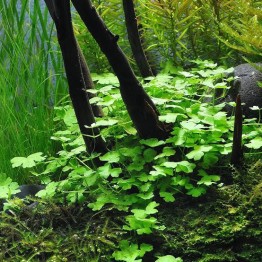 Hydrocotyle tripartita