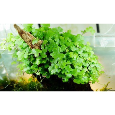 Hydrocotyle tripartita