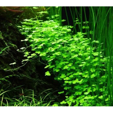Hydrocotyle tripartita