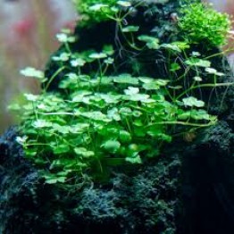 Hydrocotyle tripartita