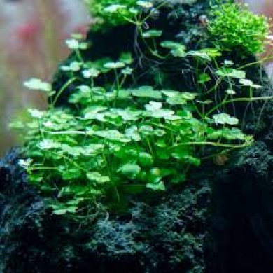 Hydrocotyle tripartita