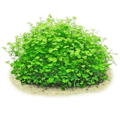 Hydrocotyle tripartita