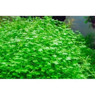 Hydrocotyle verticillata